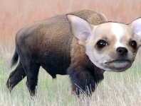buffalo_chihuahua.jpg