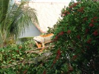 iguana in tree.jpg